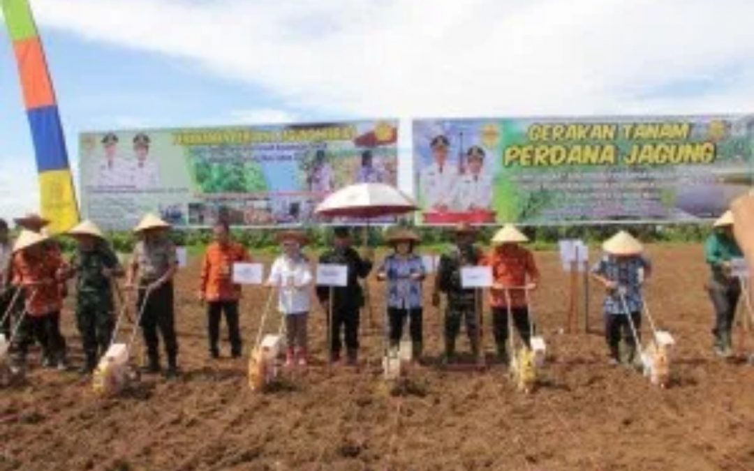 Kabupaten Gunung Mas Memiliki Target Tanam Jagung Hibrida “Smart Agro”