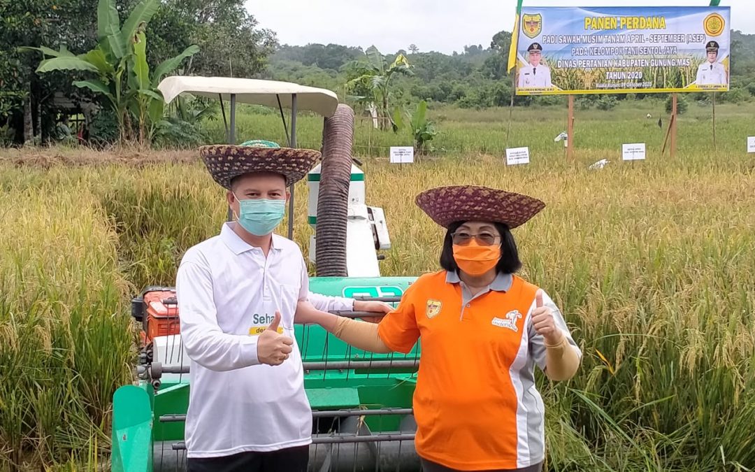Bupati Dan Wabup Gumas” Lakukan Aktivitas Panen Perdana Padi, Dalam Mendukung Program Pemerintah