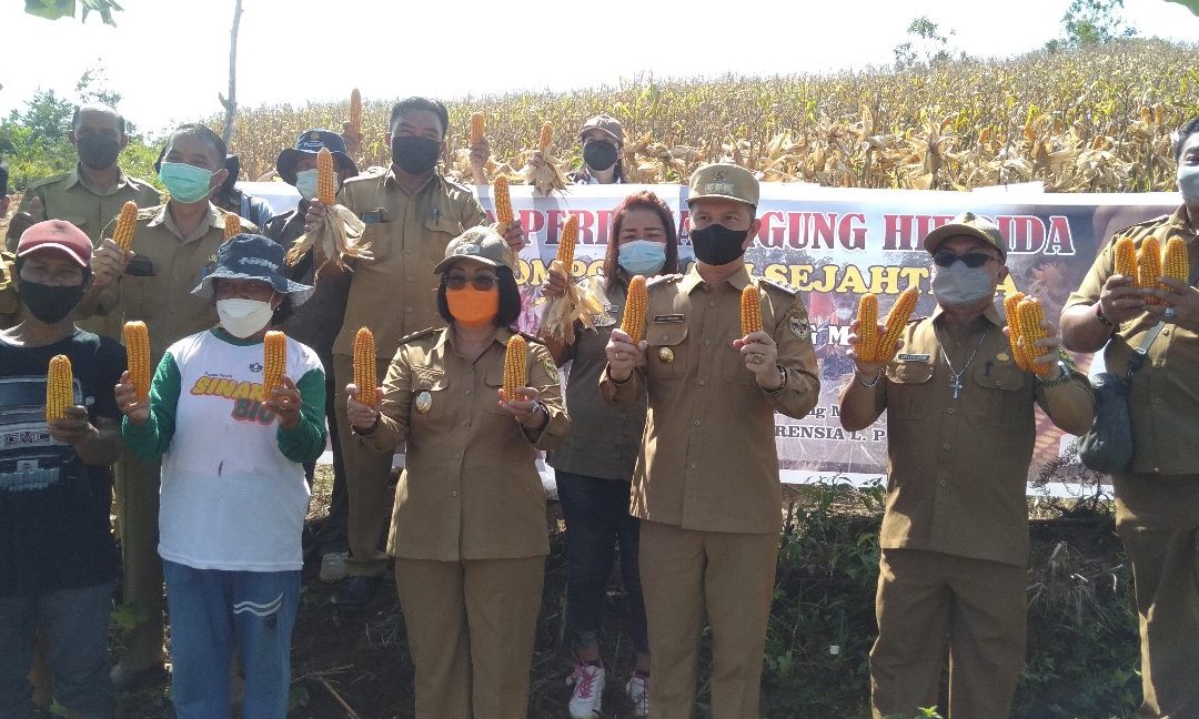 Bupati Gumas : Pentingnya Peningkatan Produksi Jagung Hibrida