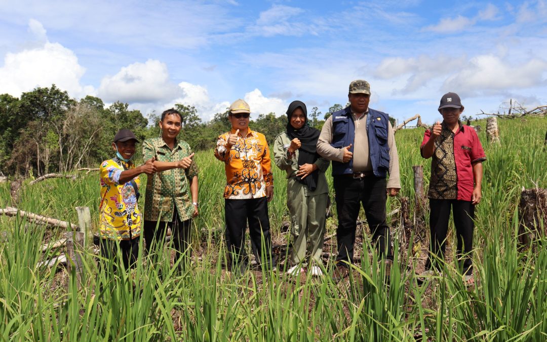 Kadis Pertanian  Gumas Tinjau Ladang Kelompok Tani Hayak Hamiar