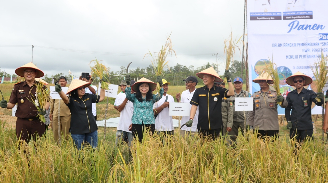 Bupati Gunung Mas Panen Perdana Padi MSP.08