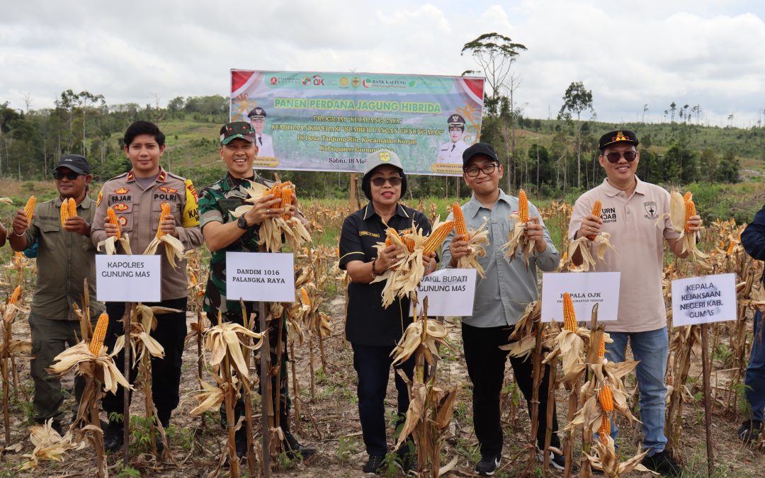 Wabup Gumas Mengikuti Kegiatan Panen Perdana Jagung Hibrida di Desa Tanjung Riu