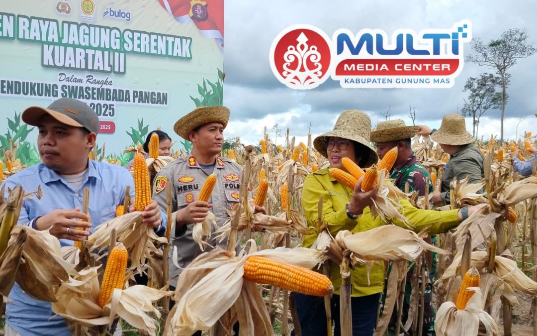 Wabup Gumas dan Kapolres Panen Jagung Serentak Dukung Program Swasembada Pangan Presiden RI
